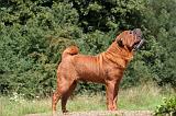 SHAR-PEI 878